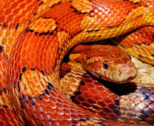 Rüyada Piton Yılanı Görmek