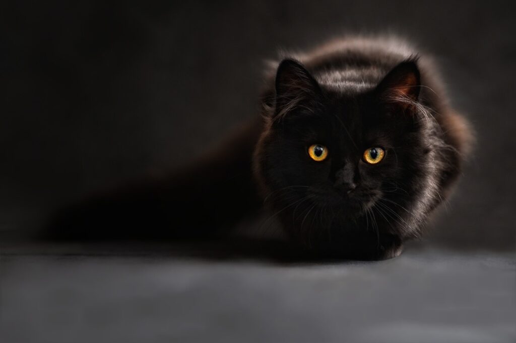 Rüyada Kedi Görmek