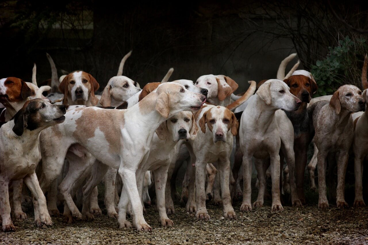 Rüyada Köpekler Görmek