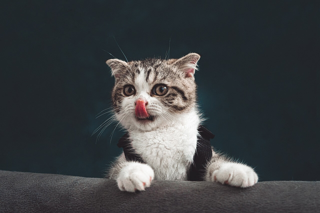 Rüyada Kedi Görmek